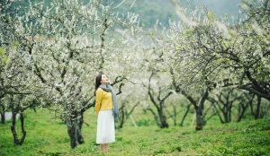 Halong Bay Day Cruise – Luxury Boat & Buffet Lunch Experience